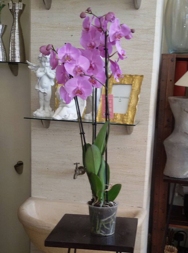 ​PLANTA ORQUÍDEA SIN JARRÓN