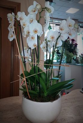 composición de orquídeas