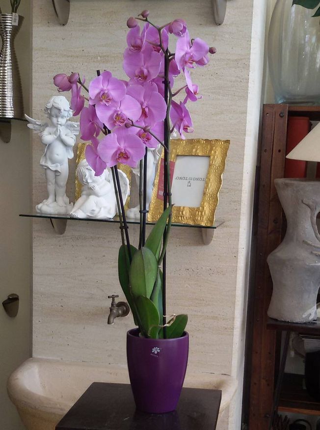 ​PLANTA ORQUÍDEA CON JARRÓN